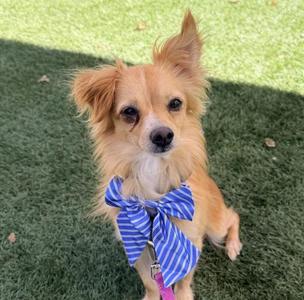 Cashew, Chihuahua, adult, available for adoption
