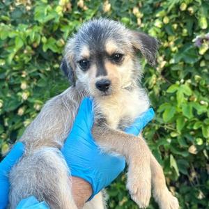 Jeff, Miniature Poodle / Terrier, puppy, available for adoption