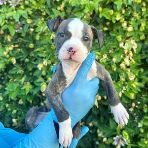 Sal, American Staffordshire Terrier, puppy, available for adoption