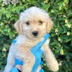 Garvin, Miniature Poodle / Terrier, puppy, available for adoption