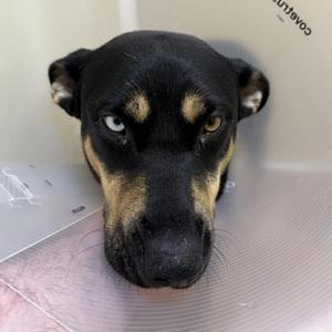 Glinda, German Shepherd Dog, adult, available for adoption