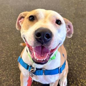 Harley, American Staffordshire Terrier, young, available for adoption