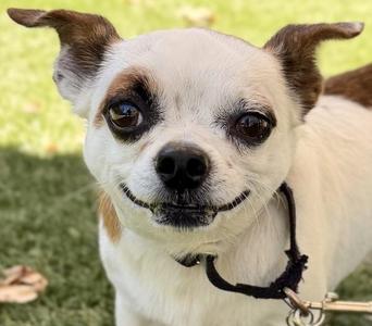 Apple, Chihuahua, adult, available for adoption
