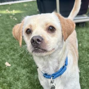 Cesar, Chihuahua / Terrier, adult, available for adoption