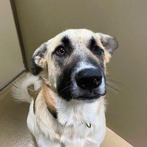 A close-up of a dog with a white and brown coat, black markings around its eyes and nose, and a slightly tilted head, looking directly at the camera.