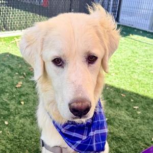 Cobble, Great Pyrenees, young, available for adoption