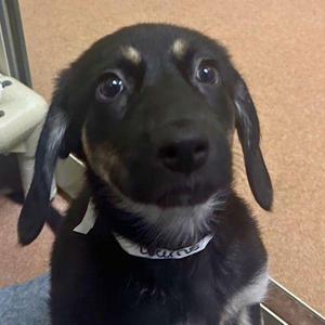 Lucerne, Mountain Cur / German Shepherd Dog, puppy, available for adoption