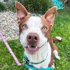 Skipper, American Staffordshire Terrier / Cattle Dog, adult, available for adoption