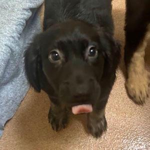 Lancaster, Mountain Cur / German Shepherd Dog, puppy, available for adoption