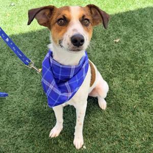 Eric, Jack Russell Terrier, young, available for adoption