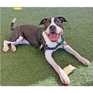 Kai, American Bulldog / American Staffordshire Terrier, adult, available for adoption