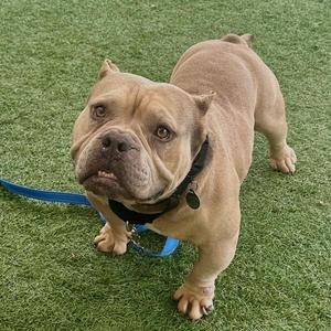 A light brown dog with a muscular build, wearing a black collar and a blue leash, standing on green artificial grass.