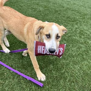 A light brown dog with a white face and chest is standing on green grass, holding a red Hershey's chocolate bar in its mouth. The dog is wearing a purple leash.