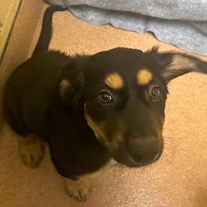Lisbon, Mountain Cur / German Shepherd Dog, puppy, available for adoption