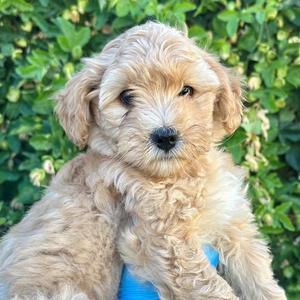 Carlos, Miniature Poodle / Terrier, puppy, available for adoption