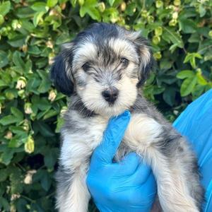 Gia, Miniature Poodle / Terrier, puppy, available for adoption