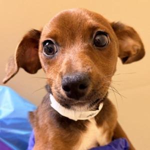 A close-up of a brown dog with large ears and big eyes, wearing a white collar, looking directly at the camera.
