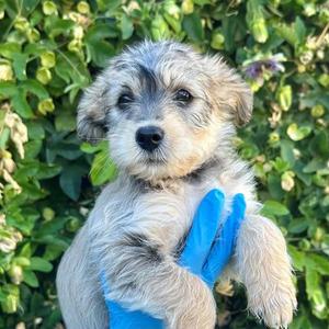 Maxamiliano, Miniature Poodle / Terrier, puppy, available for adoption