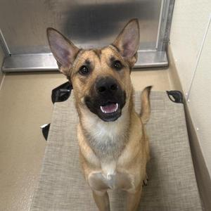 A happy dog sitting on a mat, looking up with its mouth open and tongue out.