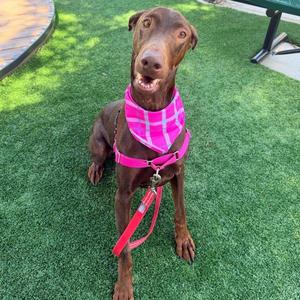 A brown dog wearing a pink bandana and harness, sitting on green artificial grass.