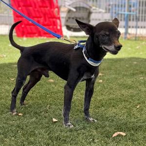 Kermit, Chihuahua, senior, available for adoption