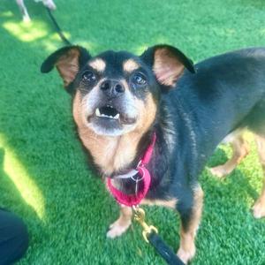 Invierno, Miniature Pinscher / Chihuahua, senior, available for adoption