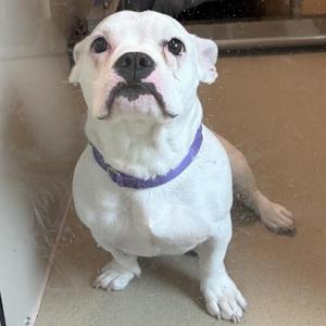 A white dog with a purple collar sitting on a tiled floor.