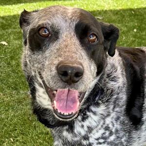 Scooby, Australian Cattle Dog / Blue Heeler, adult, available for adoption