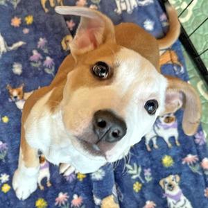 Harley, American Staffordshire Terrier, young, available for adoption