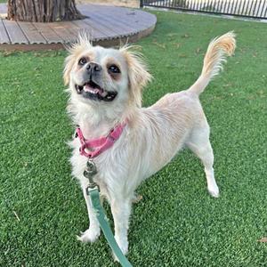 A small, light-colored dog with a fluffy coat and a pink collar is standing on a green lawn. The dog has a happy expression with its mouth open and tongue slightly out, and it is wearing a green leash. The background features a wooden deck and a tree trunk.
