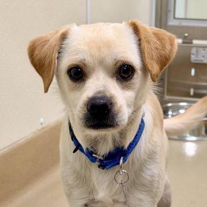 A small, light-colored dog with floppy ears wearing a blue collar, sitting indoors.