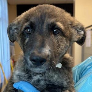 Ghostface, Australian Cattle Dog / Blue Heeler, puppy, available for adoption