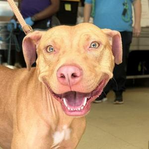 Colander, American Staffordshire Terrier, adult, available for adoption