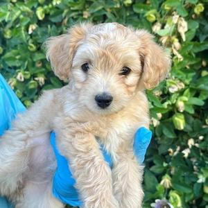 Janelle, Miniature Poodle / Terrier, puppy, available for adoption