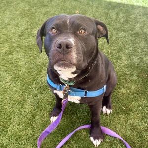 A black dog with a white chest and paws, wearing a blue harness and purple leash, sitting on green grass.