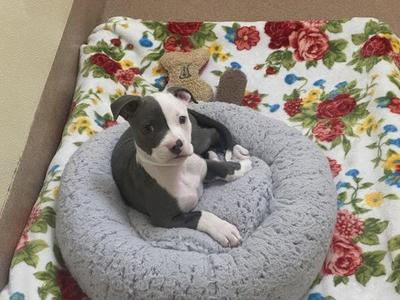 A black and white puppy sitting in a gray dog bed on a floral blanket.