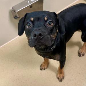 Jermaine, Terrier / Beagle, young, available for adoption