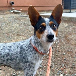 A blue heeler dog with a speckled coat and large ears, wearing a red collar and leash, standing outdoors.