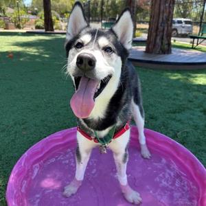 Arnold, Siberian Husky, young, available for adoption