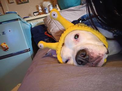 Cruz, Pit Bull Terrier, senior, available for adoption