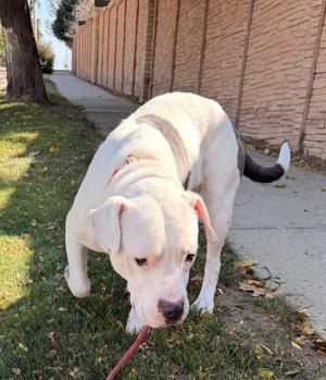 Queen, American Staffordshire Terrier, adult, available for adoption