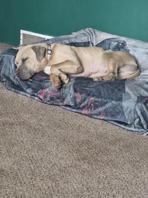 A light-colored dog with a black collar is lying on a patterned blanket on a carpeted floor.