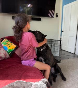 Nyx, Cane Corso, adult, available for adoption
