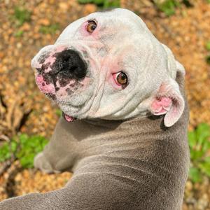 Winnie, American Staffordshire Terrier, adult, available for adoption