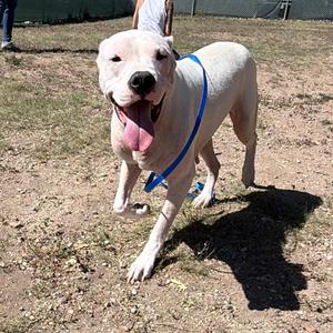 Daliah (Formerly Lucy), Dogo Argentino, young, available for adoption