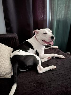 Romeo, Pit Bull Terrier, adult, available for adoption