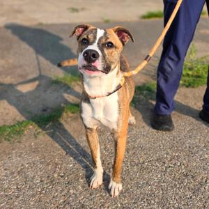 Ruthie, Mixed Breed (Medium), available for adoption