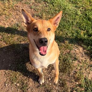 Tomo, Mixed Breed (Large), adult, available for adoption
