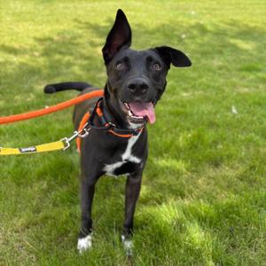 Millie, Mixed Breed (Medium), adult, available for adoption