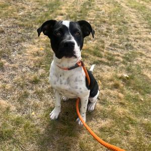 A black and white dog with a spotted coat sitting on grass, wearing an orange leash.